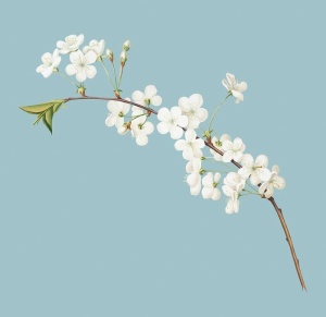 茉莉花图片