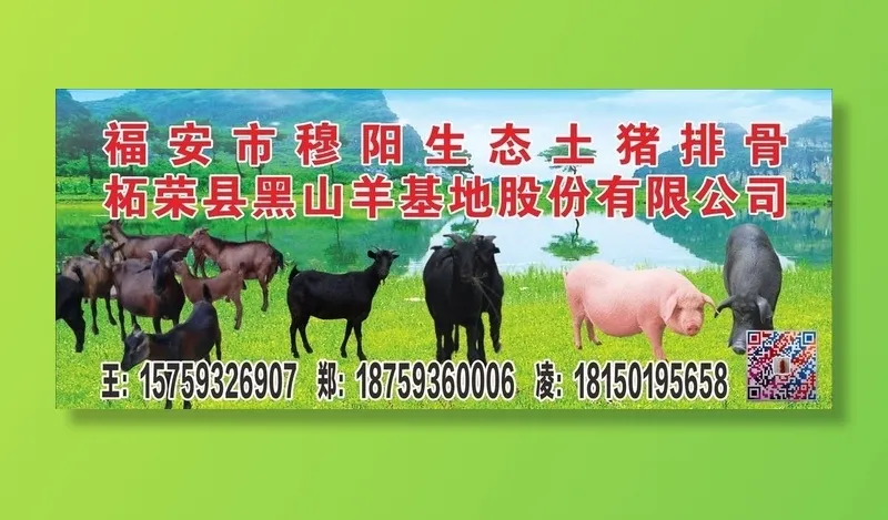 黑山羊海报图片cdr矢量模版下载