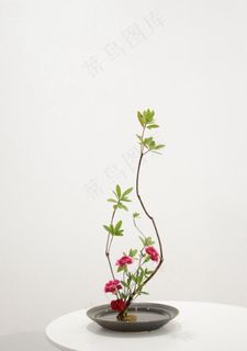 插花图片