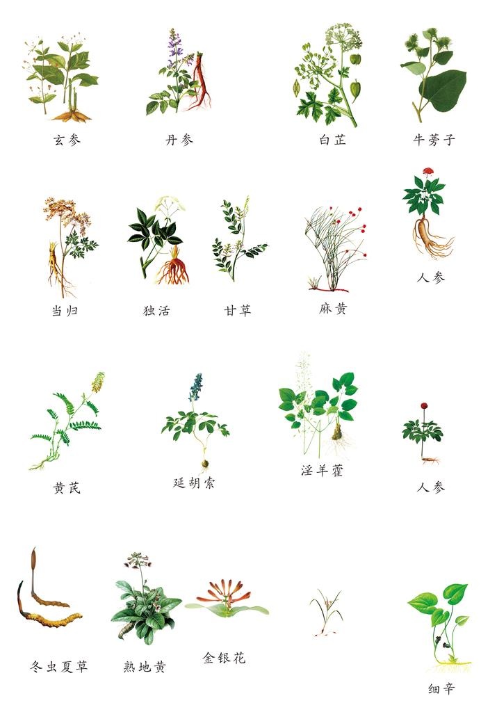 中草药大全图片