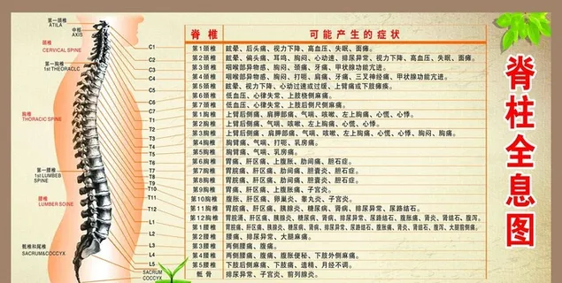 脊柱全息图图片