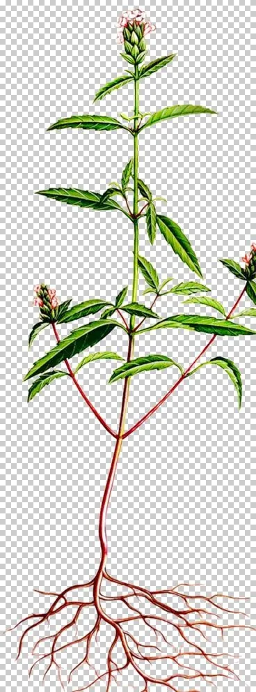 香薷图片