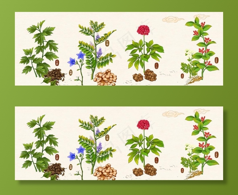 中草药植物插画图片psd模版下载