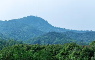 绿色山脉森林图片