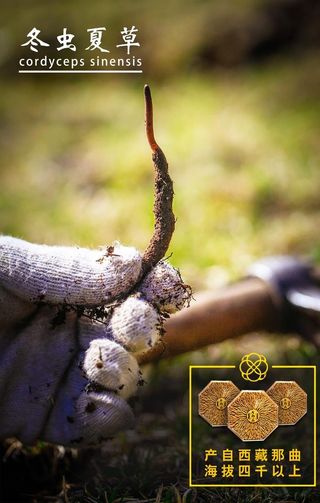 冬虫夏草图片