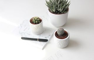 桌面盆栽图片