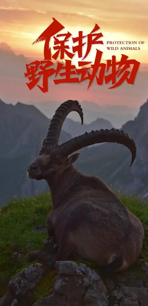 保护野生动物图片(1080x2100)psd模版下载