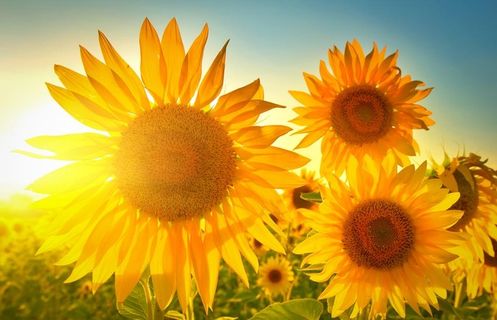 向日葵            图片