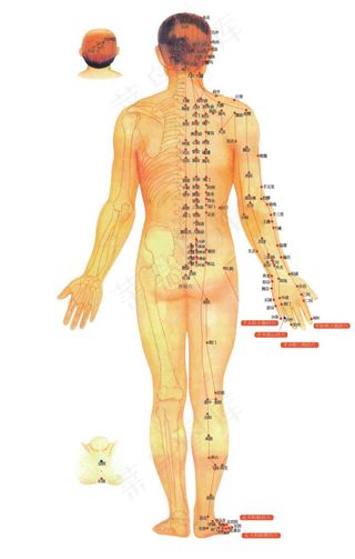 人体穴位图图片