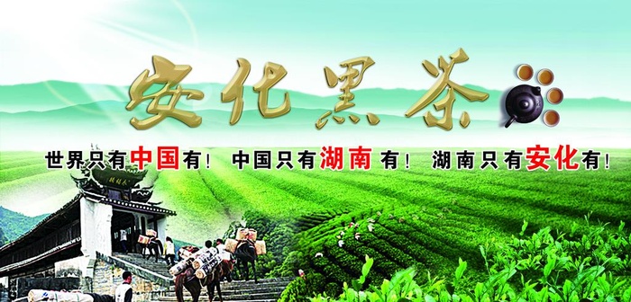 安化黑茶图片(10571x5413)psd模版下载