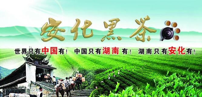 安化黑茶图片