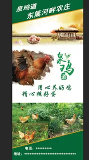 散养鸡图片 散养鸡图片