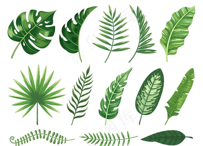 热带树植物叶子图片