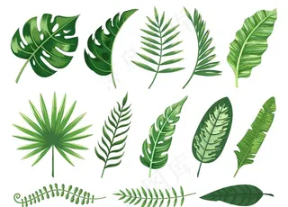 热带树植物叶子图片