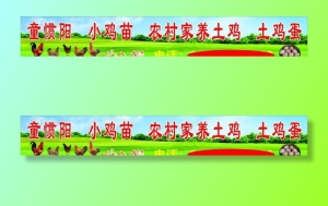 土鸡图片