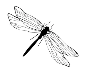 蜻蜓 矢量图图片