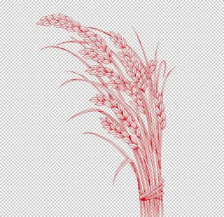 手绘五谷杂粮图片