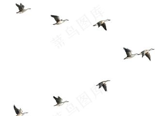 大雁图片