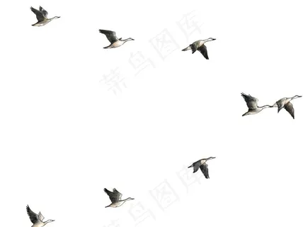 大雁图片 大雁图片