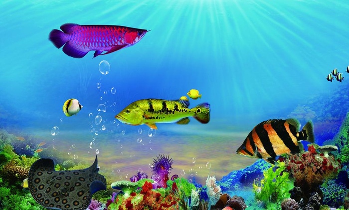 海底世界图片