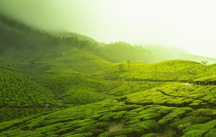 茶山全景摄影图片