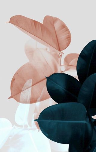 植物花草装饰挂画图片