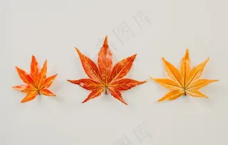 枫叶图片