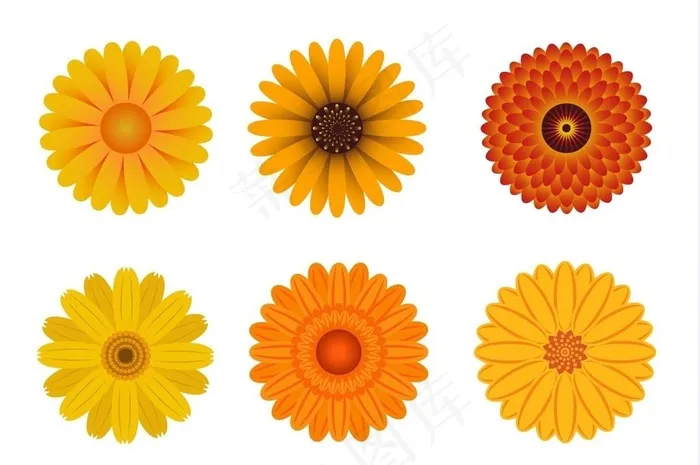 菊花图片