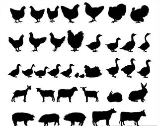 鸡鸭鹅家禽矢量剪影合集图片