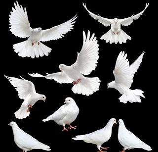 白鸽图片