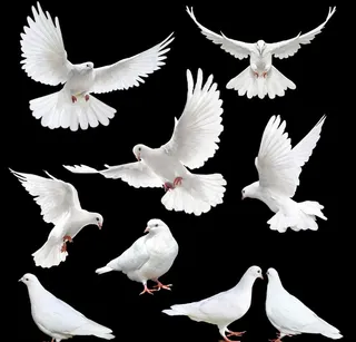 白鸽图片