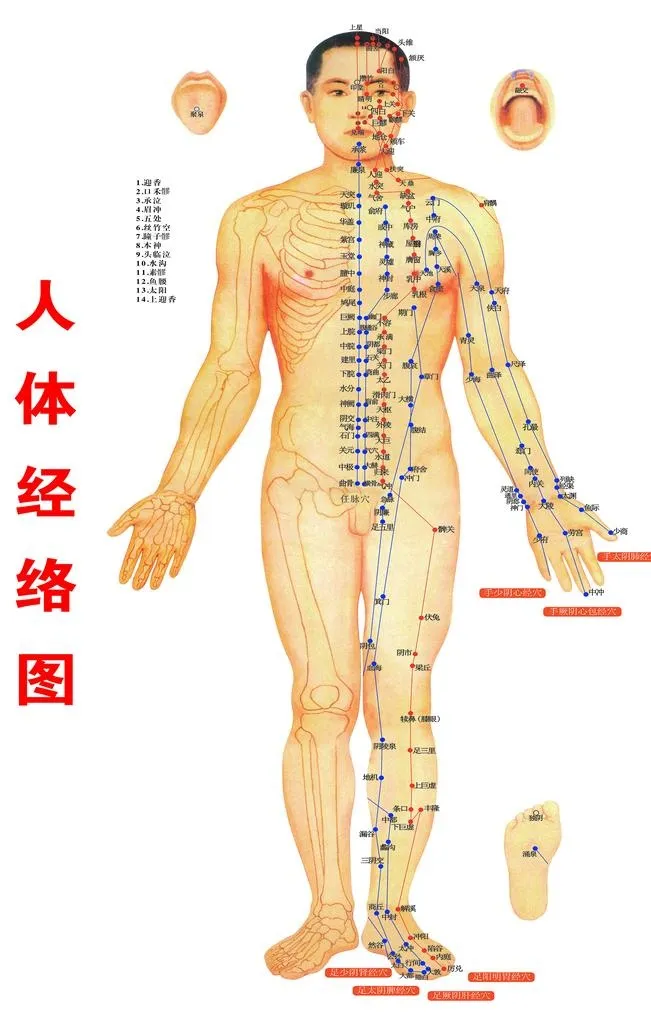 人体经络图图片