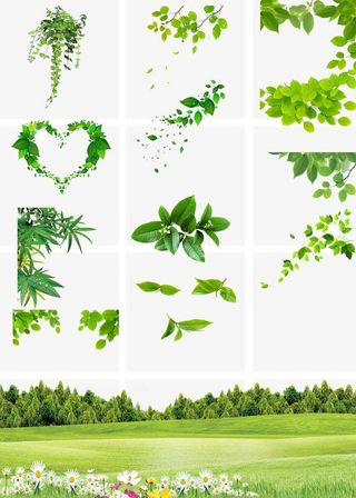 树叶  草地   花图片