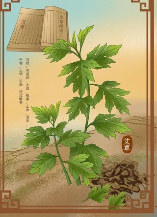中药材艾草图片