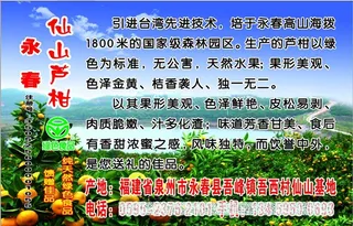 芦柑果园传单图片