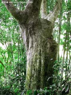 海南百年古沉香树图片