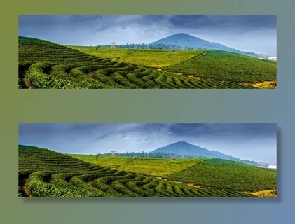 茶园图片 茶园图片