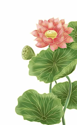 手绘荷花图片
