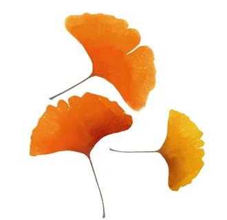 秋叶手绘黄色银杏叶水彩植物图片