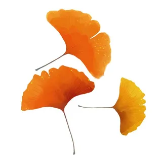 秋叶手绘黄色银杏叶水彩植物图片