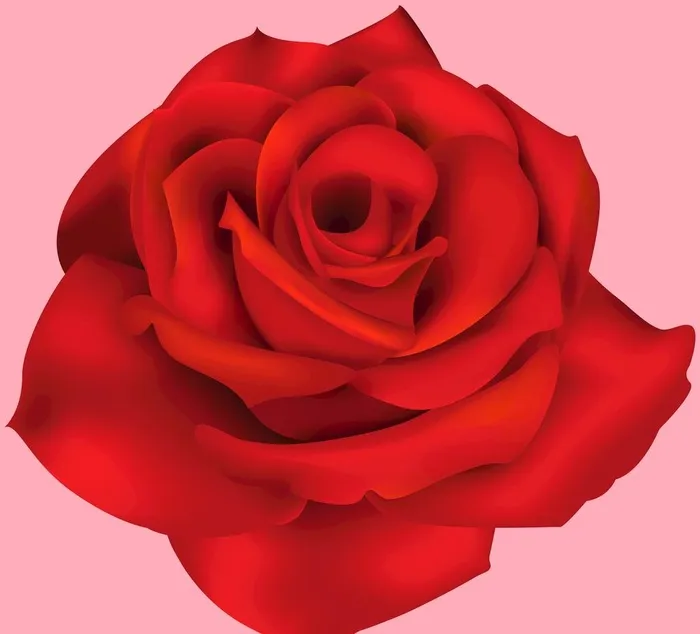 玫瑰花图片(8000x7498)psd模版下载