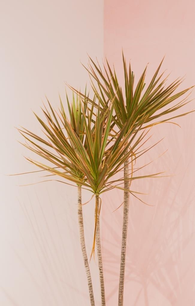 枝页树枝插花艺术背景素材图片