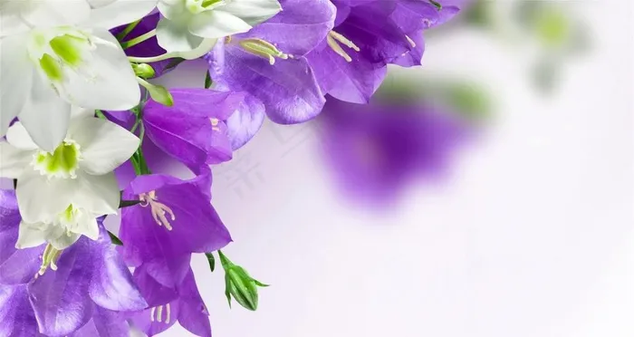 紫色花图片