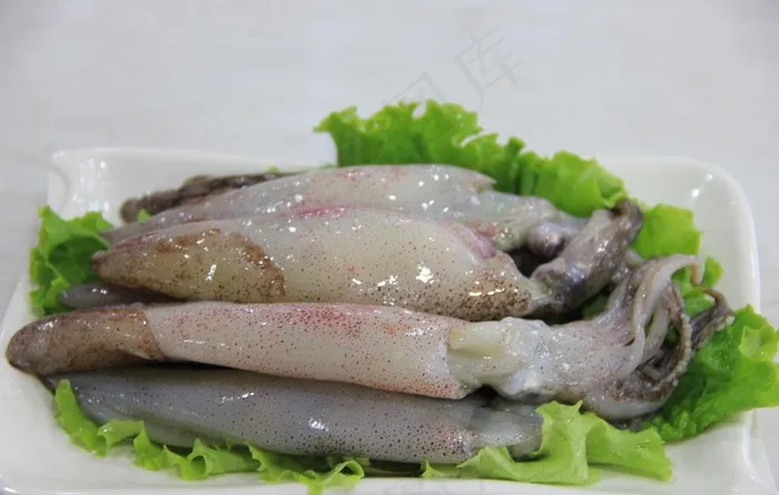 笔管鱼图片