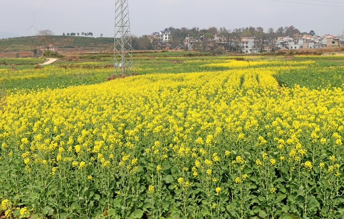 农村菜花图片