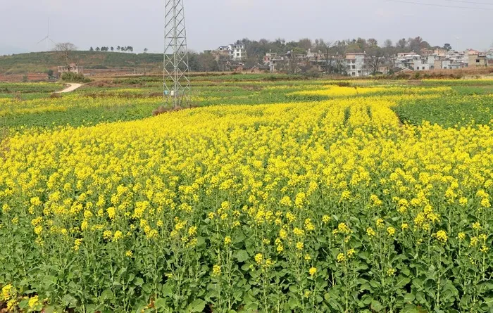 农村菜花图片