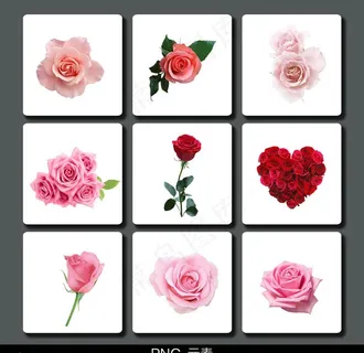 玫瑰素材图片