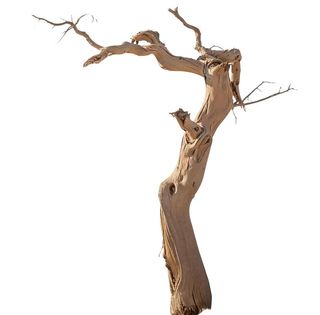 枯萎树木树干图片