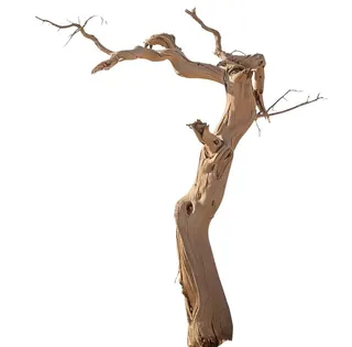 枯萎树木树干图片