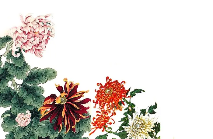 菊花图片